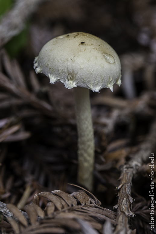 small 'shroom